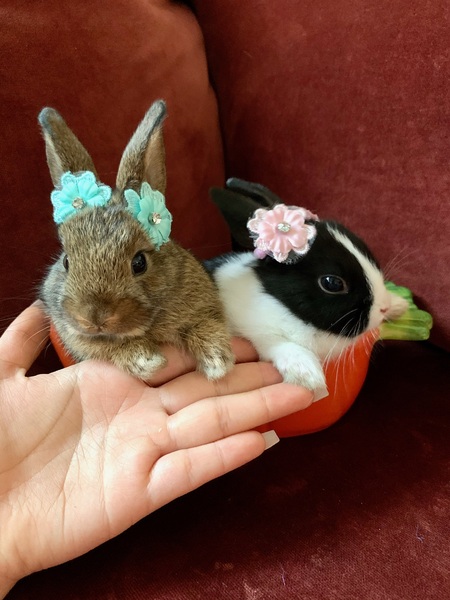 Entry image for Ruby and Luna. Clicking this image will show a larger photo