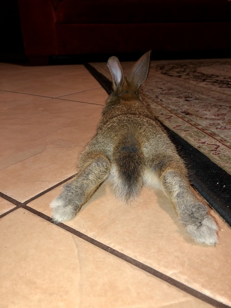 Entry image for Ruby. Clicking this image will show a larger photo