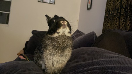 Entry image for Codie. Clicking this image will show a larger photo