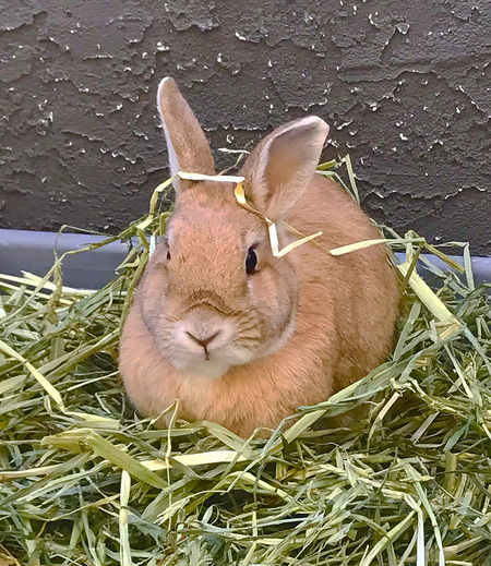 Entry image for Joey. Clicking this image will show a larger photo