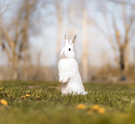 Entry image for Cappuccino. Clicking this image will show a larger photo