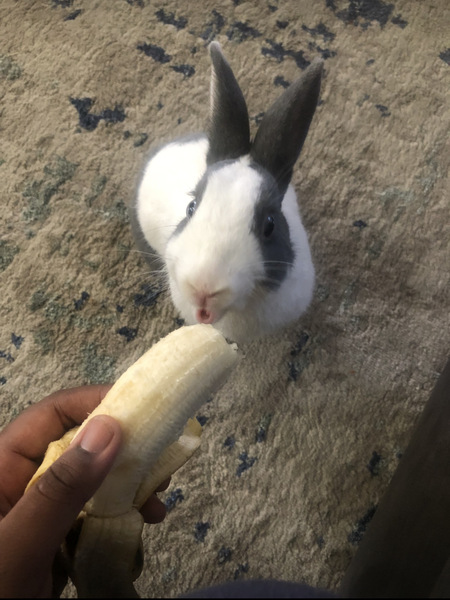 Entry image for Elmo. Clicking this image will show a larger photo