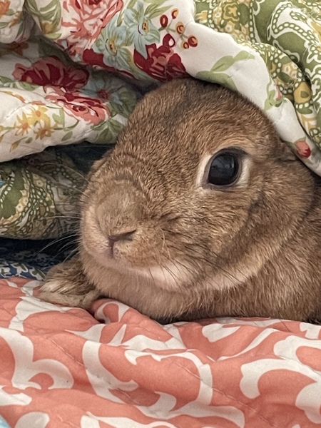 Entry image for Neville. Clicking this image will show a larger photo