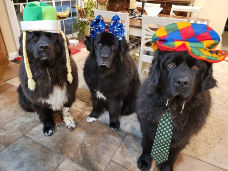 Rudy, Phoebe and Blu 