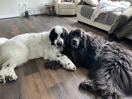 Yogi and Bella