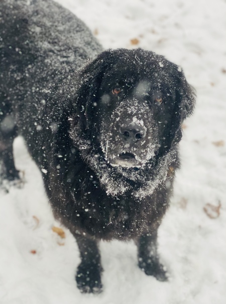 Doris