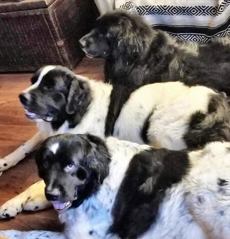Larry, Bogey and Josie