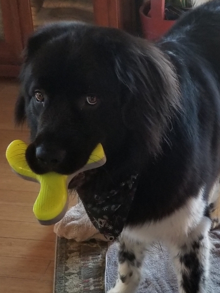 Beau
