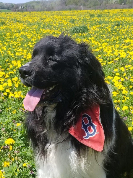 Baxter 