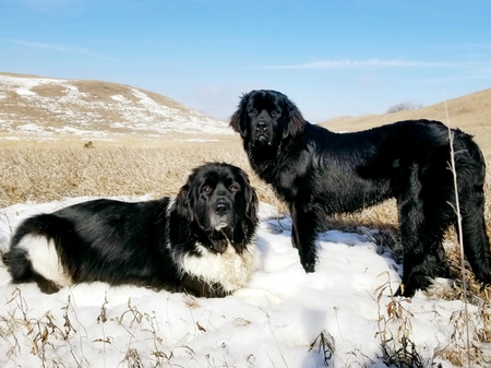 Cinder Bella and Mera Fern