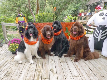 Madeline, Delilah, Bear and Leroy