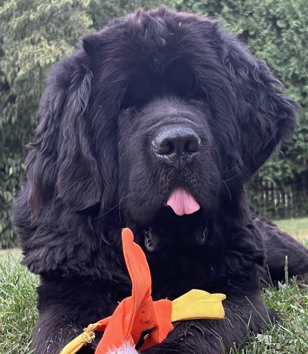 Mojo