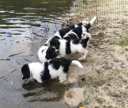 Water pups - Zeus, Breandan, Morgan, Abby & Juli