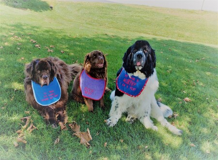 Snickers, Boomer, Murphy