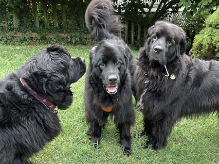 Lucie and friends, Captain and Charlie!