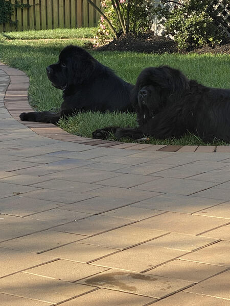 Henry and Augie 