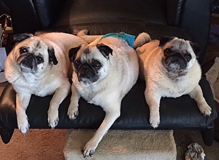 Lucy, Walter and Indie