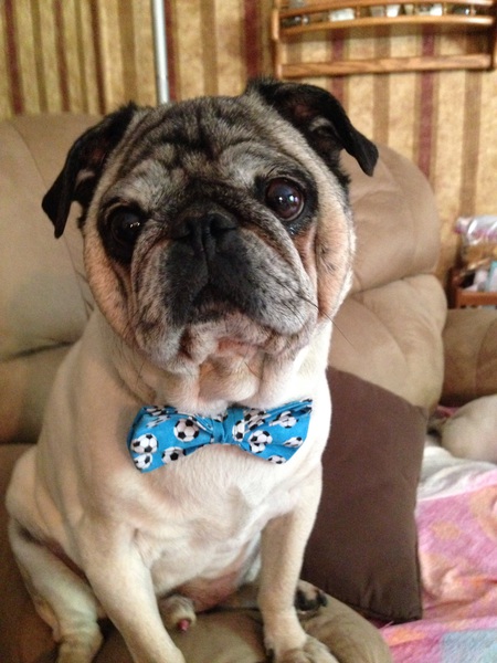 Puggy