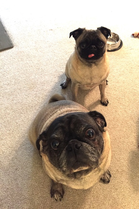 Max and ChiChi
