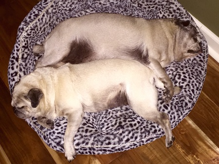Zoey and Bailey