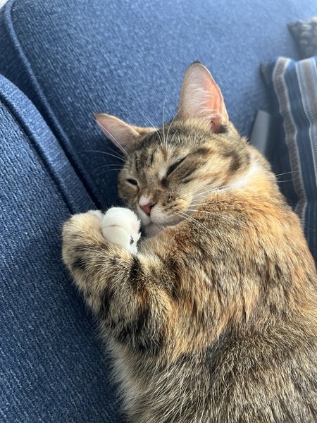 Duchess 