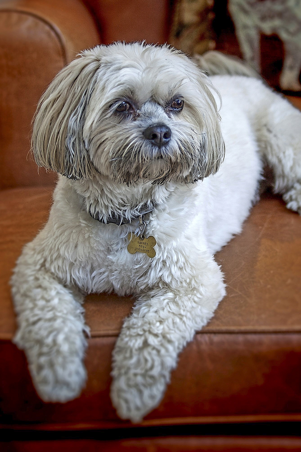 Vote for Barney | 2023 Furry Friends Calendar Contest Vote for Barney | 2023 Furry Friends Calendar Contest