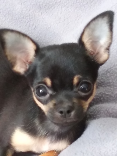 Bella Boo