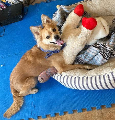 Teddy McScrappy B.