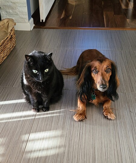 Divot and Oscar