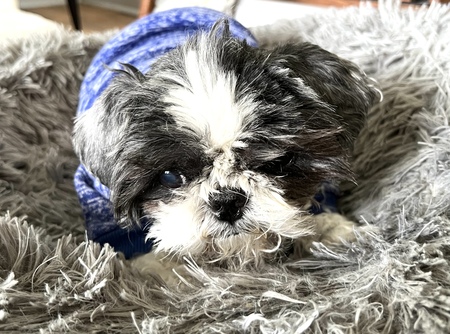 Ralphie