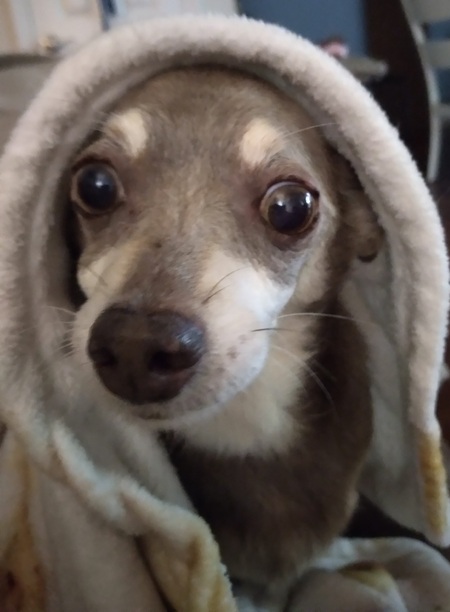 Rosie