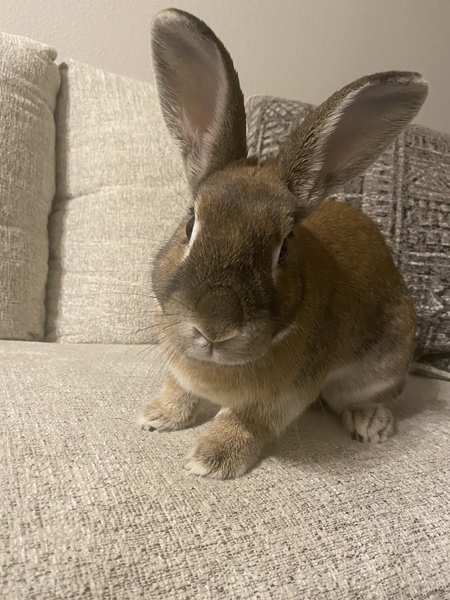 Piper