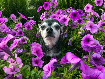 Gizmo