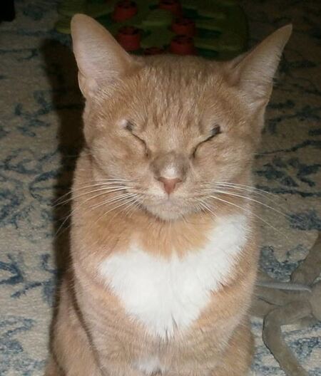 Emmett