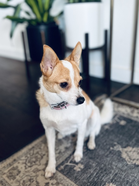 Chiquita