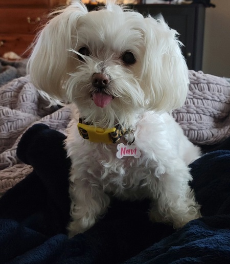 Navi