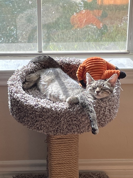 Peanut