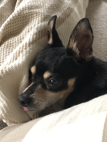 Scarlet “Mooshu”