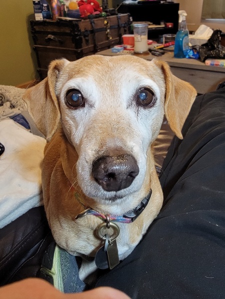 Buddy Boy