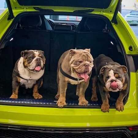 Bella Blue, Wall-E, Bamm Bamm