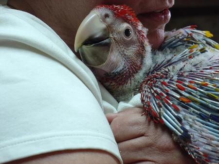 Entry image for Crayola - Scarlet Macaw Baby. Clicking this image will show a larger photo