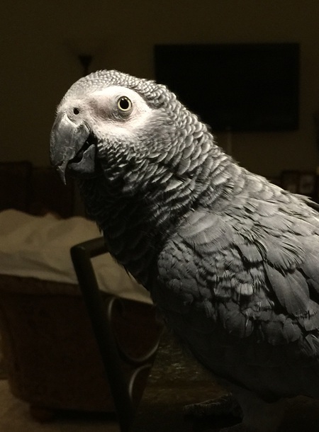 Entry image for Cleo. Clicking this image will show a larger photo