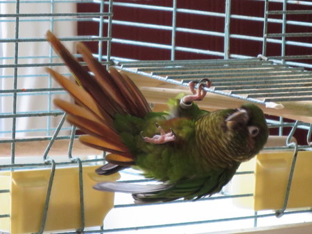 Entry image for Jake. Clicking this image will show a larger photo