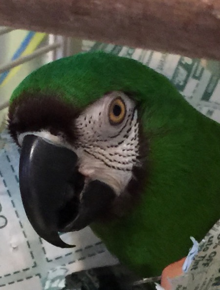 Entry image for Benny. Clicking this image will show a larger photo
