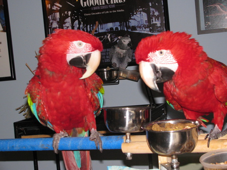 Entry image for Carmen, Opus and Kristi. Clicking this image will show a larger photo