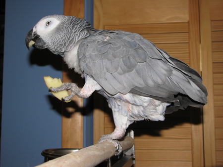 Entry image for Opus. Clicking this image will show a larger photo