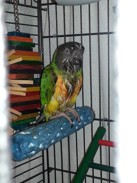 Entry image for Kiwi. Clicking this image will show a larger photo