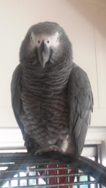 Big Bird aka Mr.Biggs