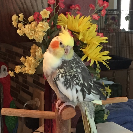 Entry image for Olive. Clicking this image will show a larger photo