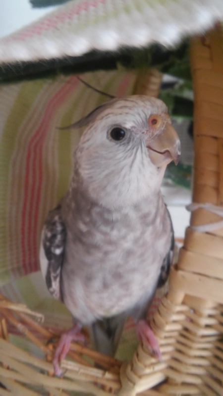 Entry image for Kinzee. Clicking this image will show a larger photo